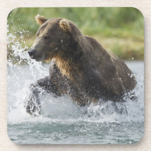 Brown Bear chasing salmon in river Coaster