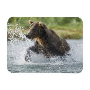 Brown Bear chasing salmon in river Magnet