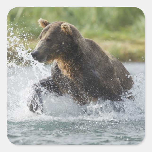 Brown Bear chasing salmon in river Square Sticker (Front)
