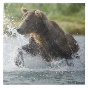 Brown Bear chasing salmon in river Tile