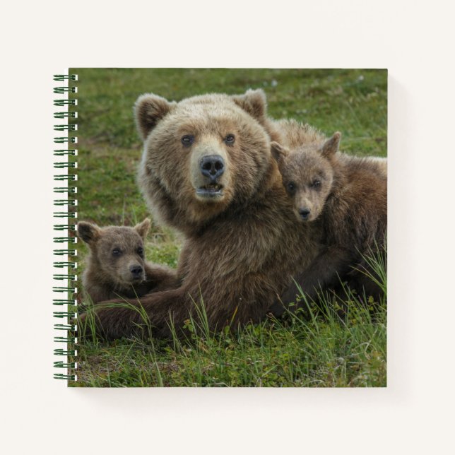 Brown Bear Cubs Cuddling with their Mother Notebook (Front)