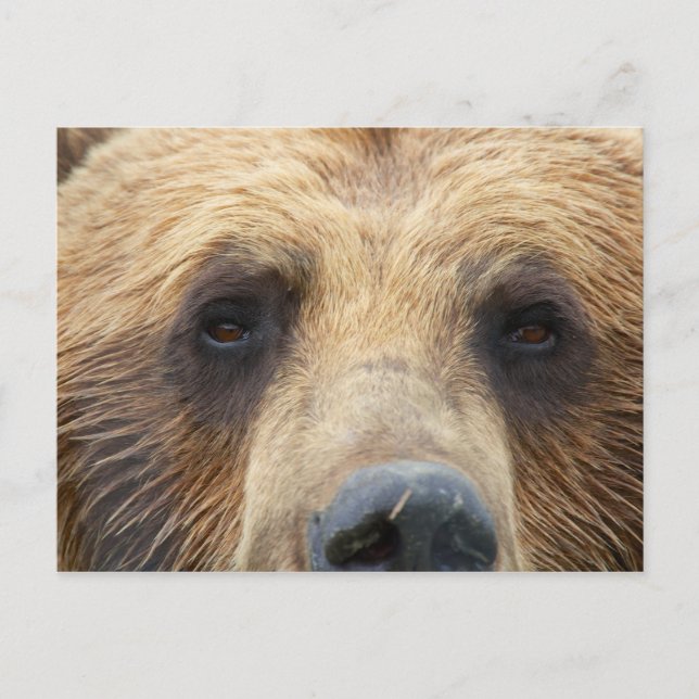 Brown Bear Face Postcard (Front)