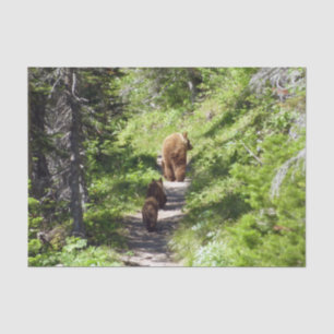 Brown Bear Family Tissue Paper