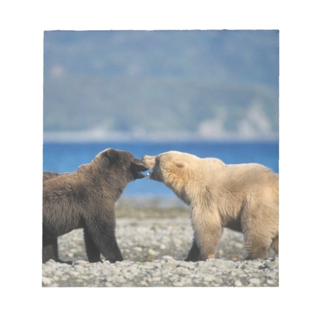 Brown bear, grizzly bear, play on the beach, notepad (Front)