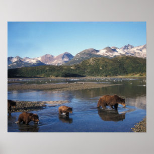 Brown bear, grizzly bear, sow and cubs in poster