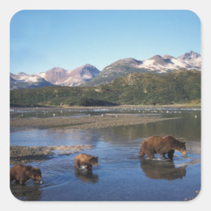 Brown bear, grizzly bear, sow and cubs in square sticker