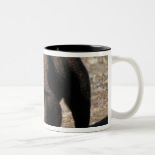 Brown bear, grizzly bear, sow with cubs looking Two-Tone coffee mug