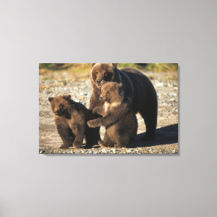 Brown bear, grizzly bear, sow with cubs on coast canvas print