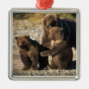 Brown bear, grizzly bear, sow with cubs on coast metal ornament
