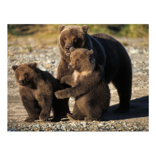 Brown bear, grizzly bear, sow with cubs on coast postcard