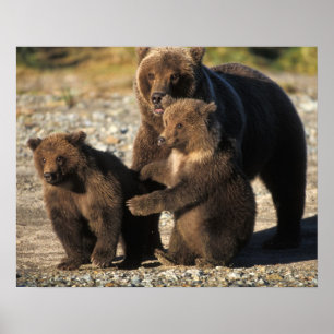 Brown bear, grizzly bear, sow with cubs on coast poster