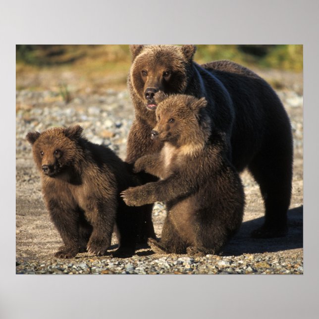 Brown bear, grizzly bear, sow with cubs on coast poster (Front)
