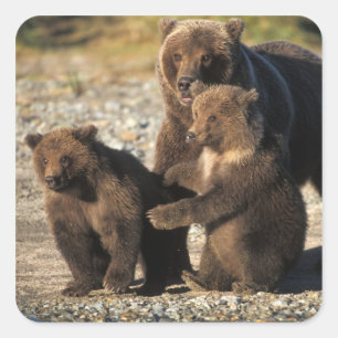 Brown bear, grizzly bear, sow with cubs on coast square sticker