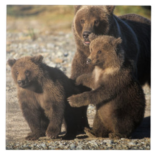 Brown bear, grizzly bear, sow with cubs on coast tile