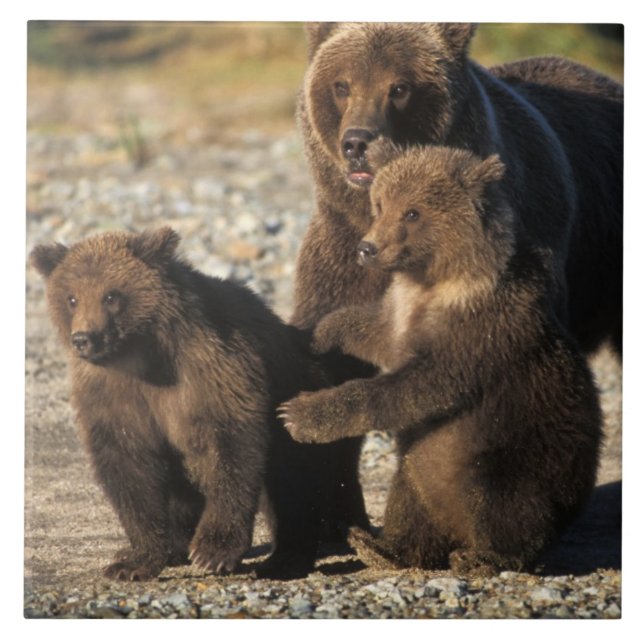 Brown bear, grizzly bear, sow with cubs on coast tile (Front)