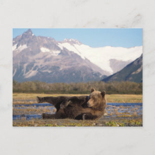 Brown bear, grizzly bear stretching on its back postcard