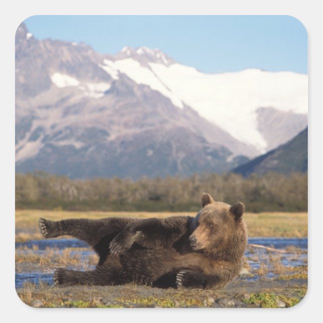 Brown bear, grizzly bear stretching on its back square sticker (Front)