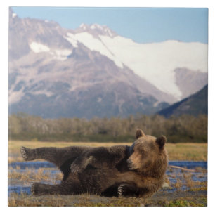 Brown bear, grizzly bear stretching on its back tile
