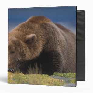 Brown bear, grizzly bear, taking a nap, Katmai Binder