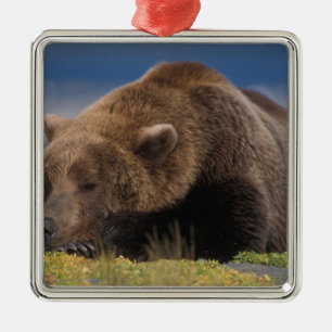 Brown bear, grizzly bear, taking a nap, Katmai Metal Ornament