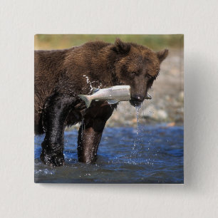Brown bear, grizzly bear, with salmon catch, 2 inch square button