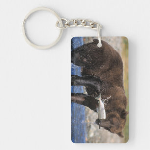Brown bear, grizzly bear, with salmon catch, keychain