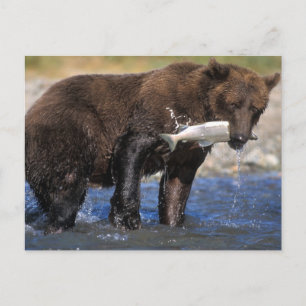 Brown bear, grizzly bear, with salmon catch, postcard