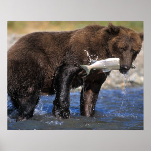 Brown bear, grizzly bear, with salmon catch, poster