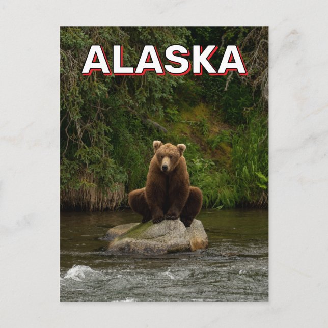 Brown Bear In Alaska Postcard (Front)
