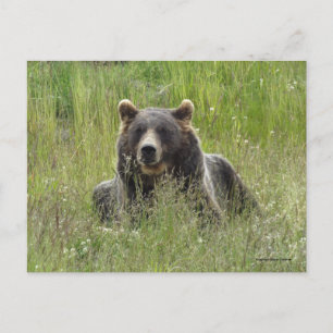 Brown bear in grass, Alaska grizzly Postcard