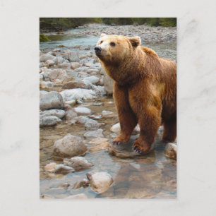 Brown Bear in Stream Postcard