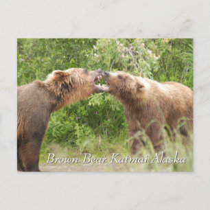 Brown Bear Katmai Alaska  Postcard