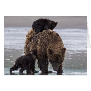 Brown Bear Lake Clark National Park