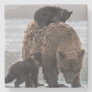 Brown Bear   Lake Clark National Park Stone Coaster