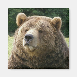 Brown Bear Magnet