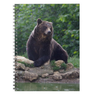 Brown bear notebook