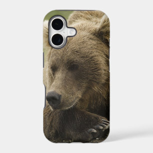 Brown bear, or Coastal Grizzly Bear, Ursus