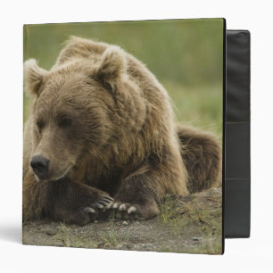 Brown bear, or Coastal Grizzly Bear, Ursus Binder