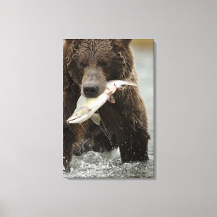 Brown bear, or Coastal Grizzly Bear, Ursus Canvas Print