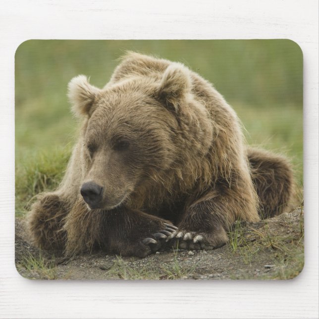 Brown bear, or Coastal Grizzly Bear, Ursus Mouse Pad (Front)
