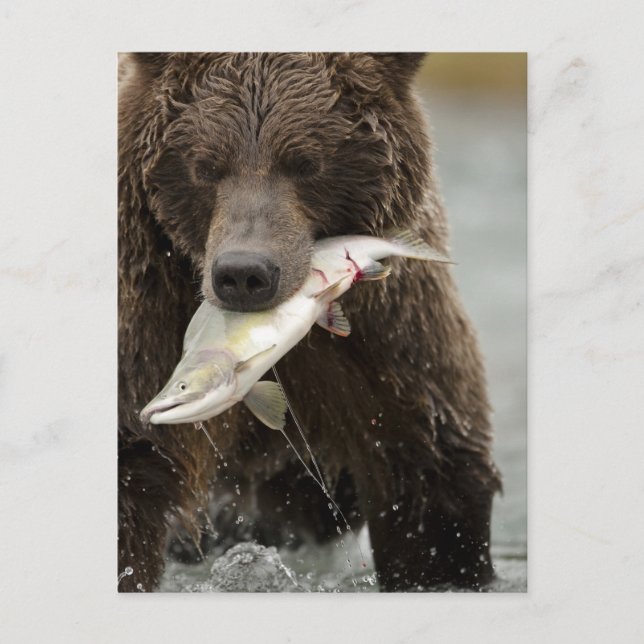 Brown bear, or Coastal Grizzly Bear, Ursus Postcard (Front)