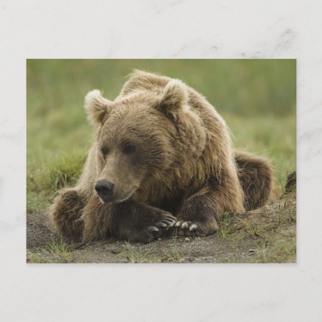 Brown bear, or Coastal Grizzly Bear, Ursus Postcard (Front)