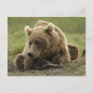 Brown bear, or Coastal Grizzly Bear, Ursus Postcard