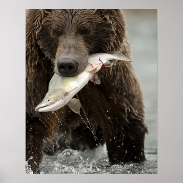 Brown bear, or Coastal Grizzly Bear, Ursus Poster (Front)
