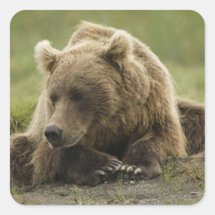 Brown bear, or Coastal Grizzly Bear, Ursus Square Sticker