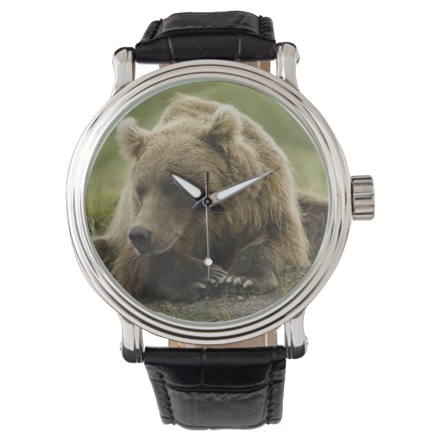 Brown bear, or Coastal Grizzly Bear, Ursus Watch (Front)
