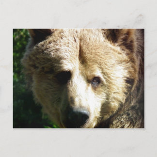 Brown bear postcard