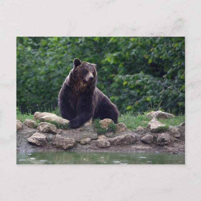 Brown bear postcard (Front)