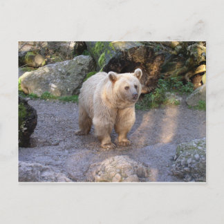 brown bear postcard
