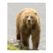 Brown Bear